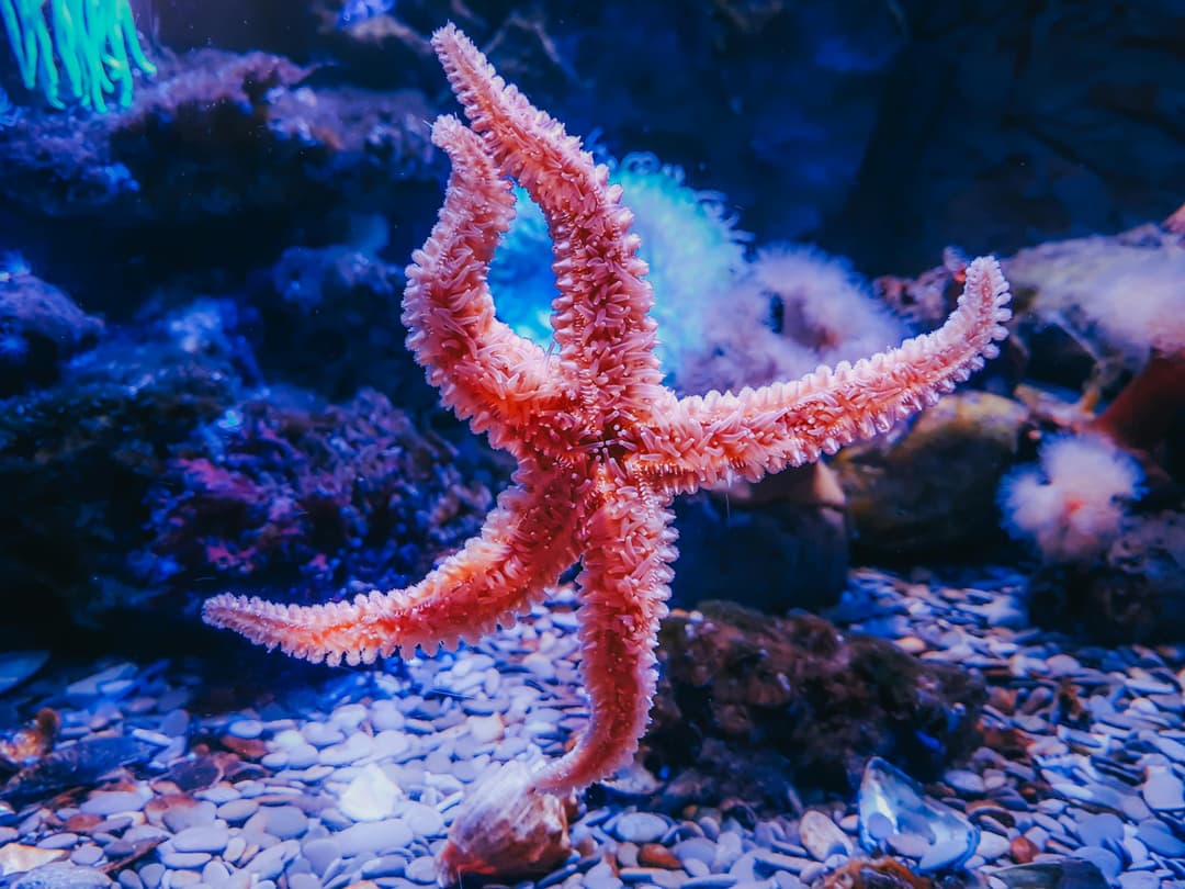 Starfish