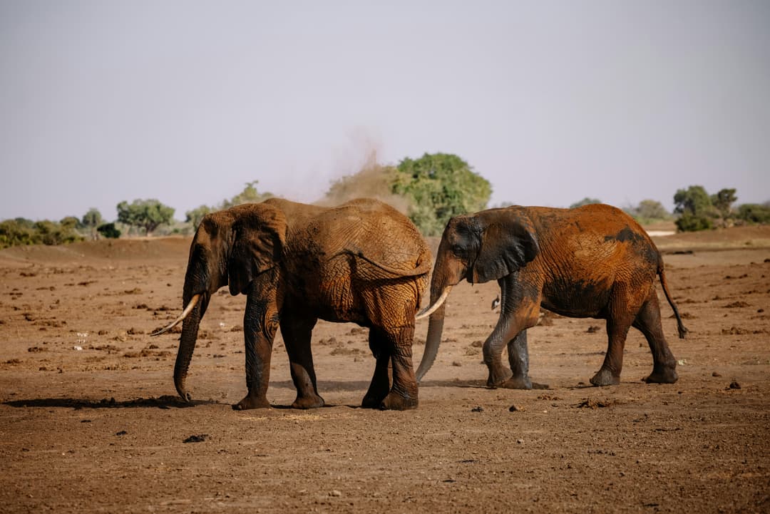 Elephant