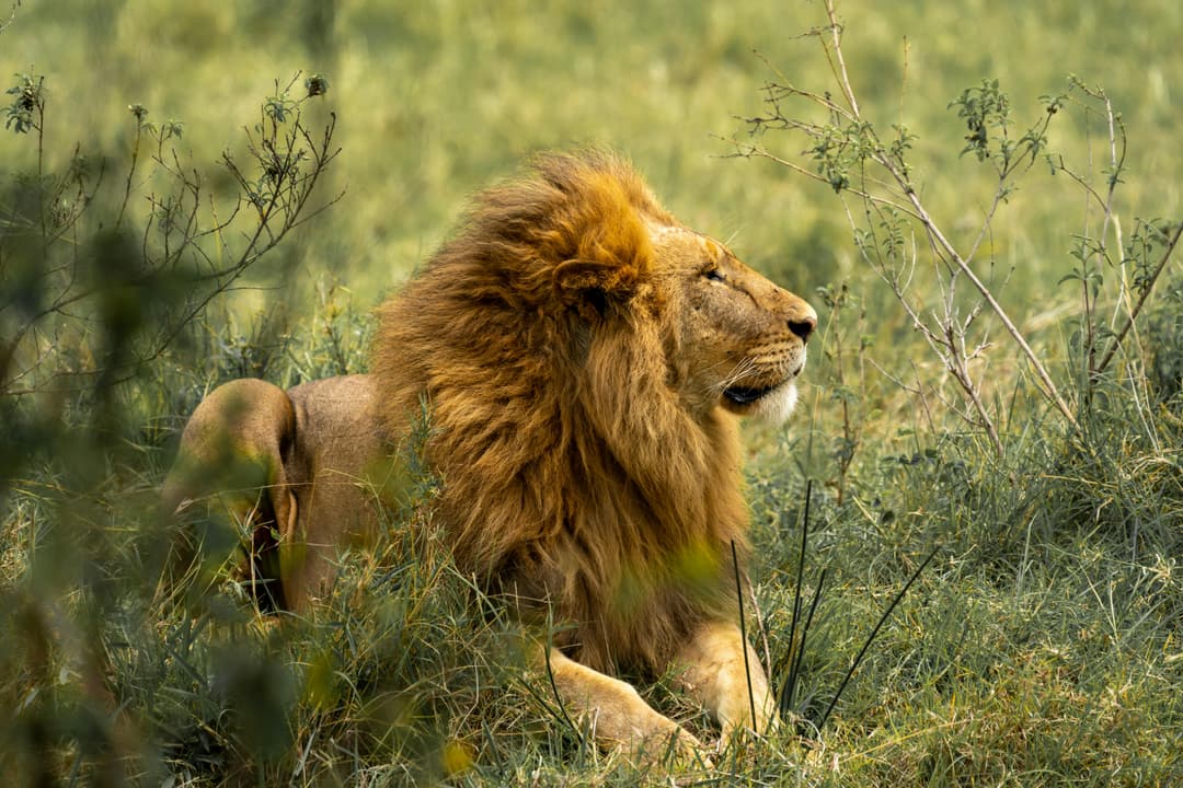 Lion