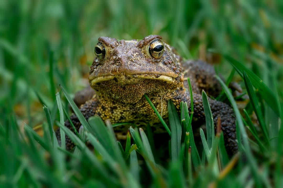 Frog