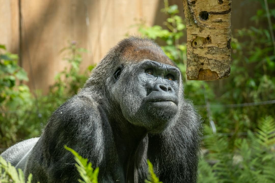 Gorilla