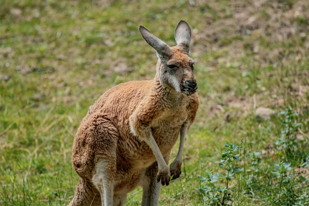 Kangaroo