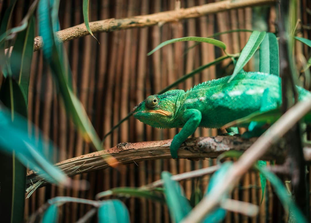 Chameleon