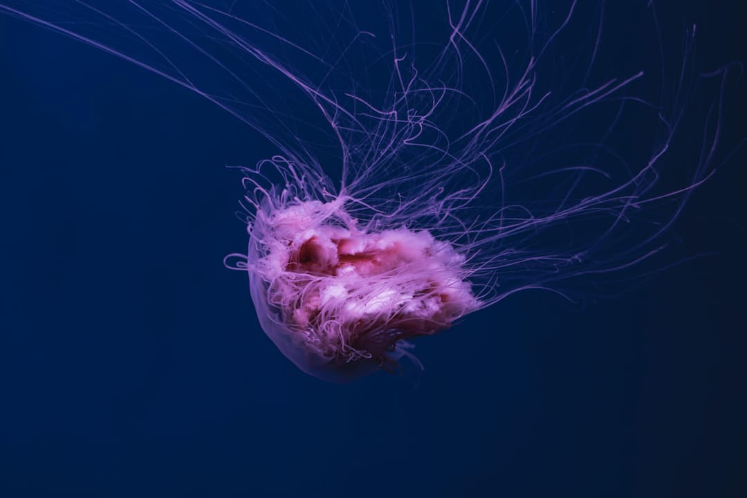 Jellyfish