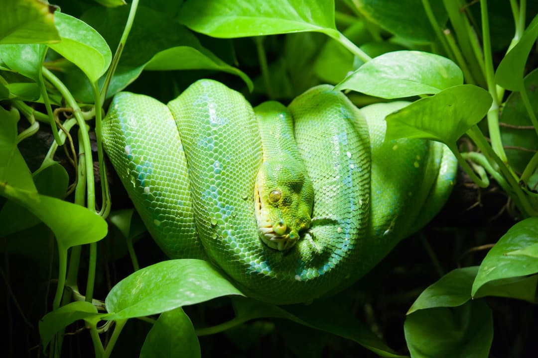 Green Snake