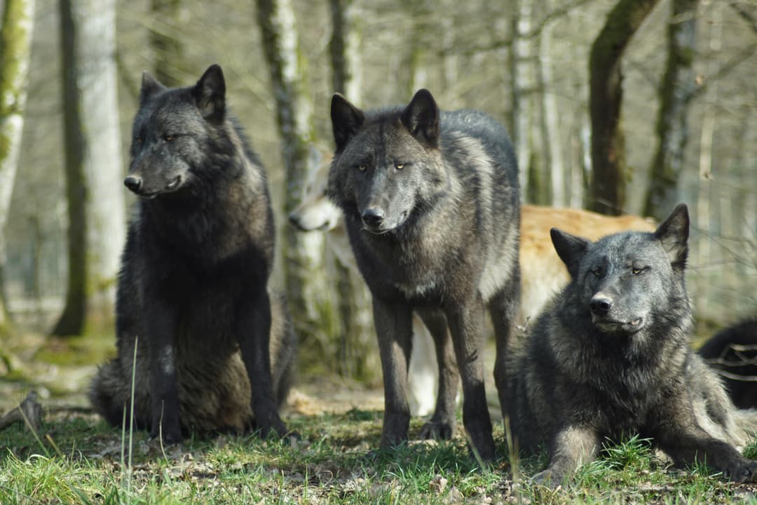 Wolf
