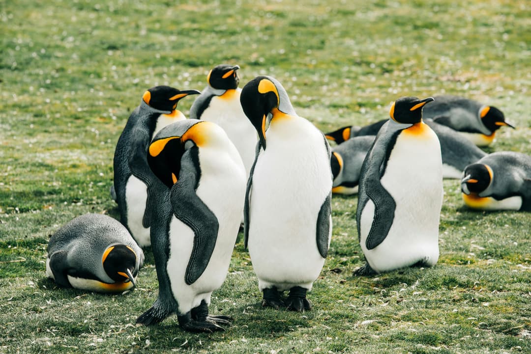 Penguin