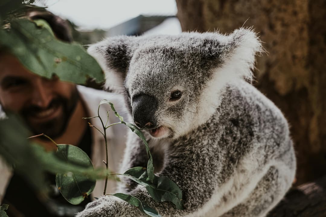 Koaala
