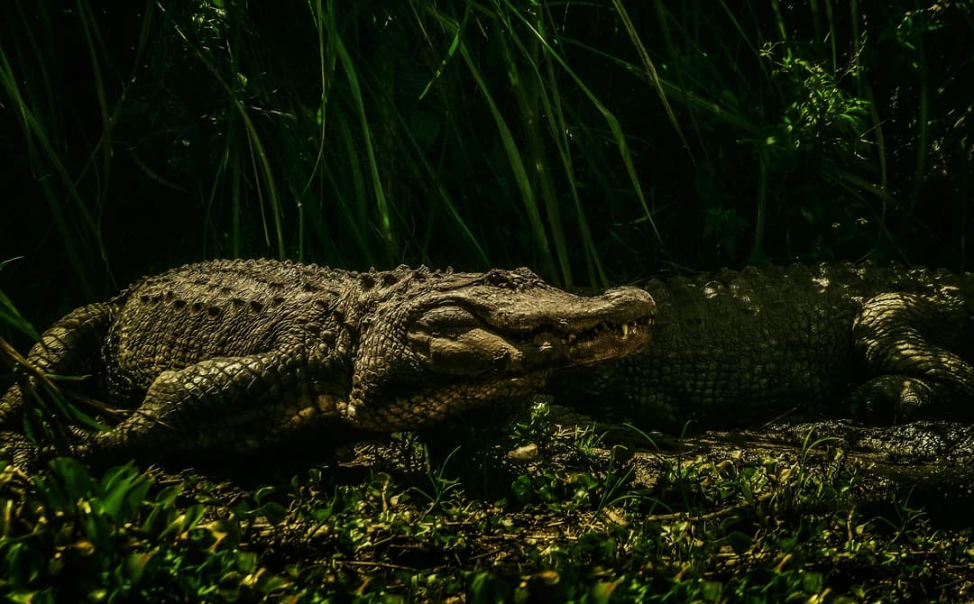 Crocodile