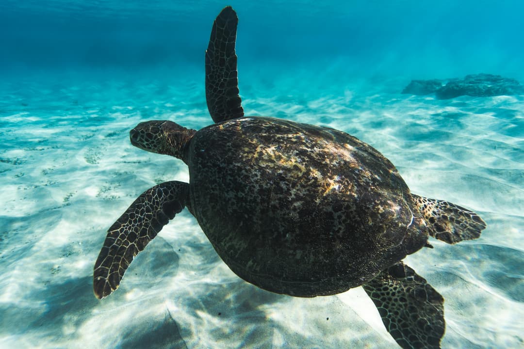 Sea Turtle